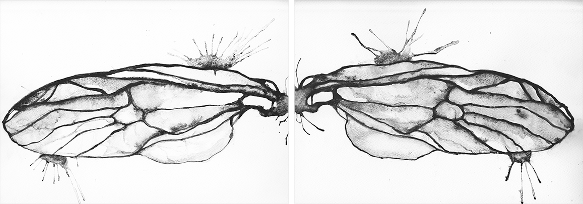 painting watercolor wings insect